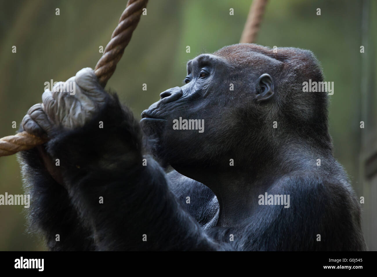 Pianura occidentale (gorilla Gorilla gorilla gorilla) a Dvur Kralove Zoo, Repubblica Ceca. Foto Stock