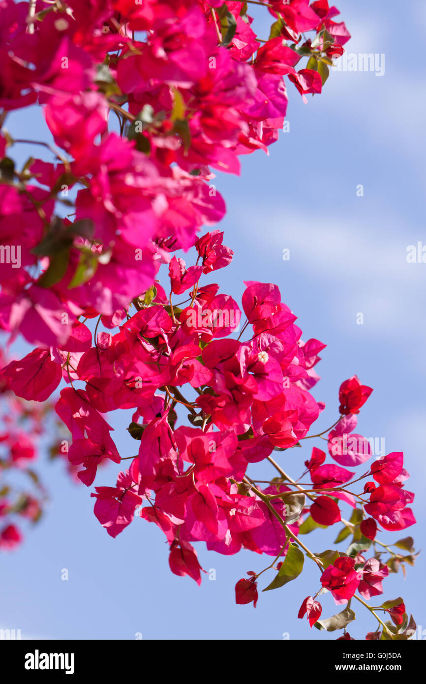 Di un bel colore rosa magenta fiori di bouganville e cielo blu Foto Stock