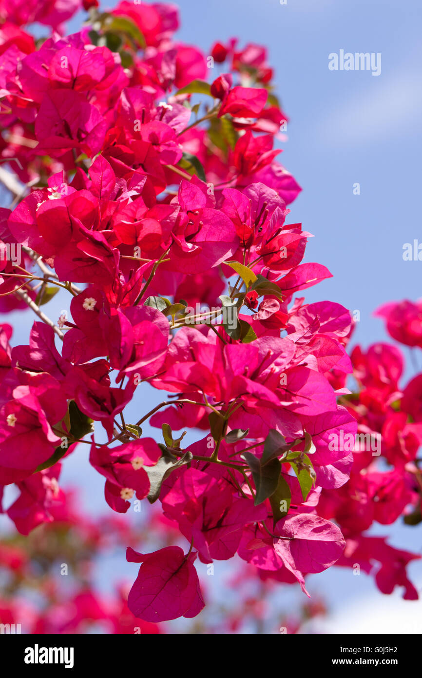 Di un bel colore rosa magenta fiori di bouganville e cielo blu Foto Stock