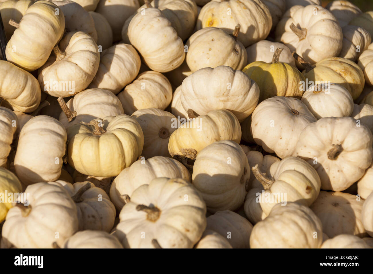 Baby Boo mandarino bianco zucca cucurbita zucche dal raccolto autunnale Foto Stock