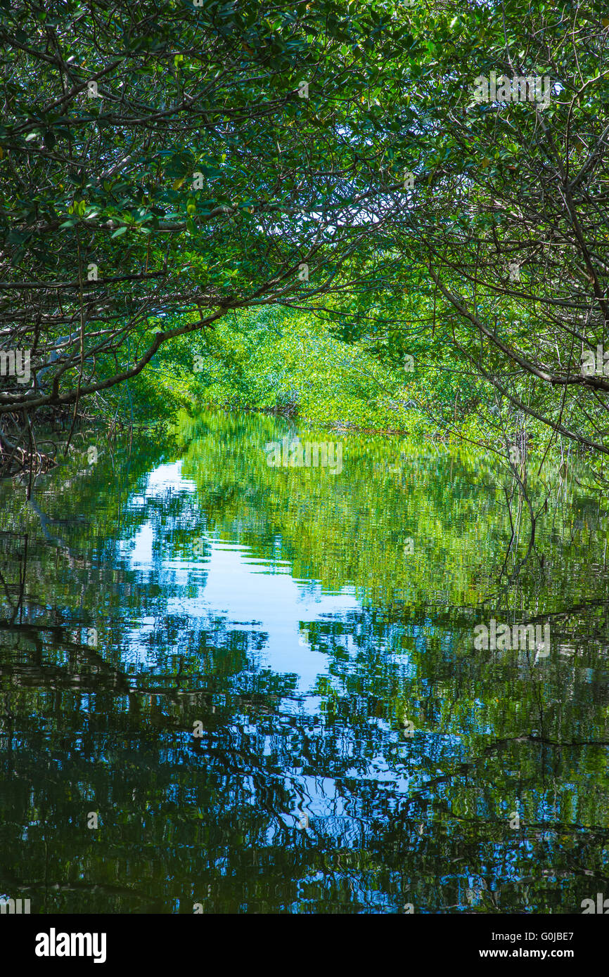 Eco-turismo immagine di mangrovie in Everglades National Park in Florida USA Foto Stock