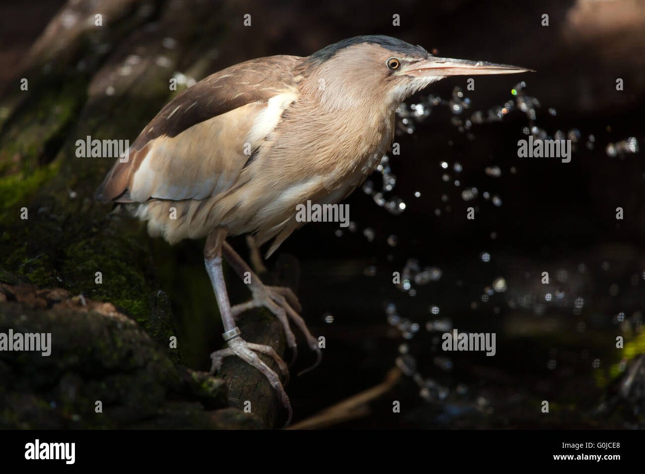 Tarabusino (Ixobrychus minutus) presso lo Zoo di Dresda, Sassonia, Germania. Foto Stock