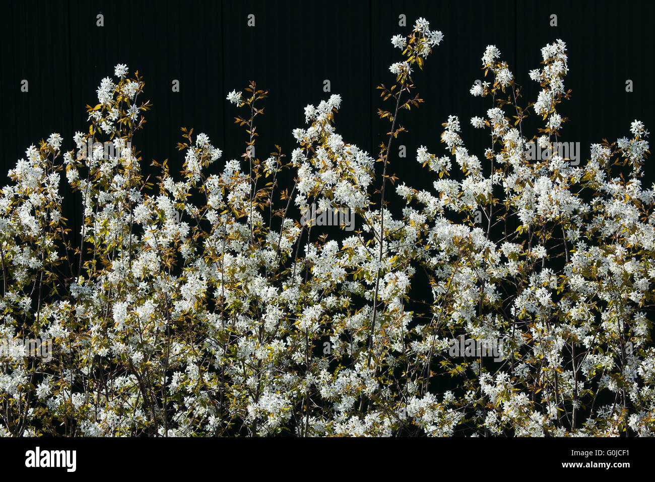 Fioritura del melo in primavera. Foto Stock