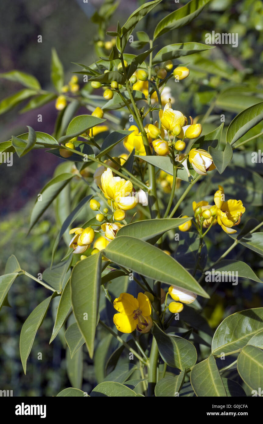 Senna septemtrionalis, Foto Stock
