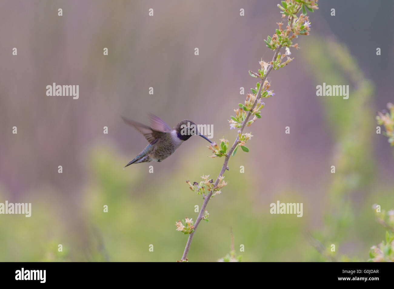 Nero-chinned Hummingbird, (Archilochus alexandri), Bosque del Apache National Wildlife Refuge, nuovo Messico, Stati Uniti d'America. Foto Stock