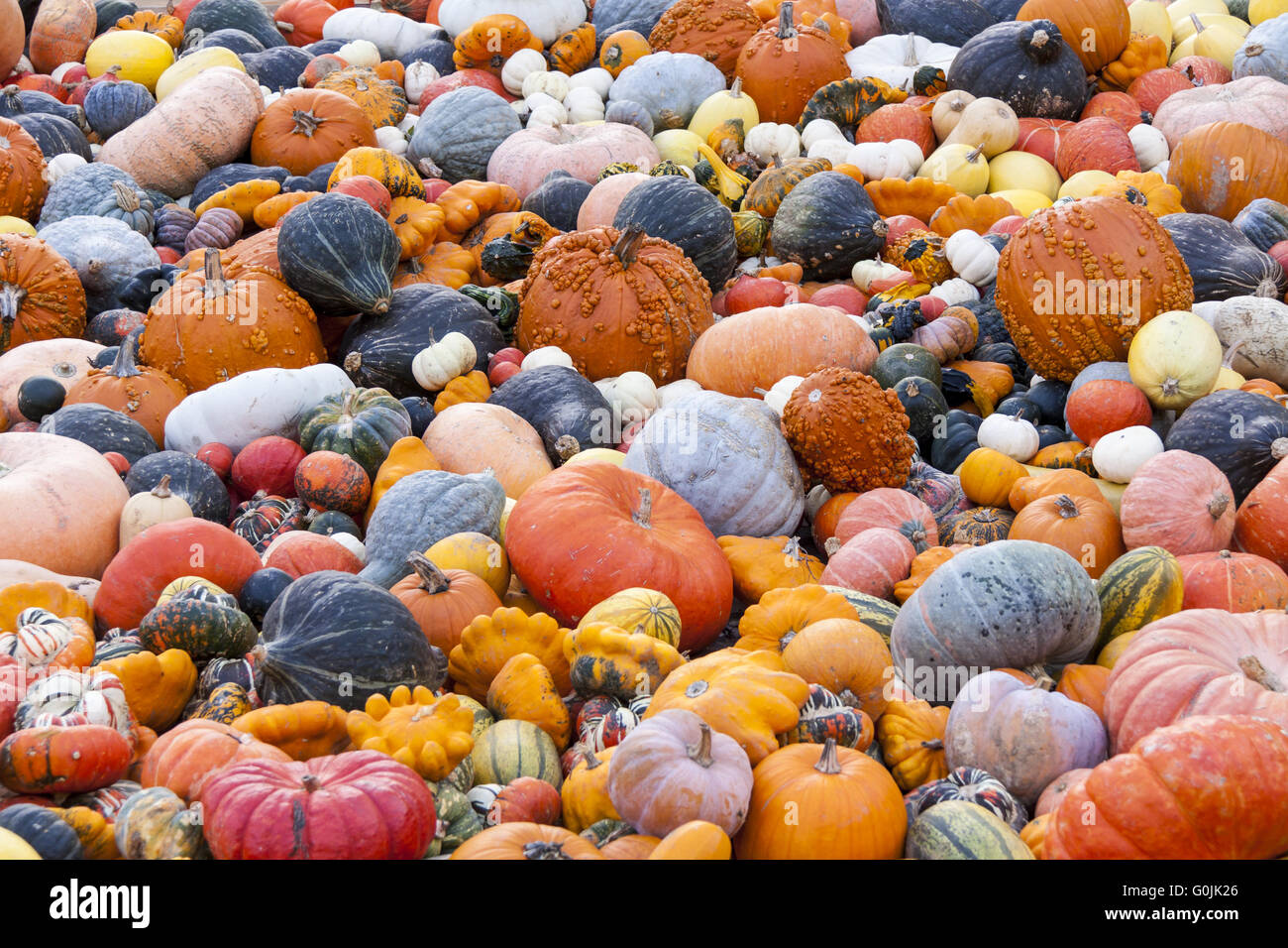 Massimi differenti e cucurbita pepo zucca zucche dal raccolto autunnale Foto Stock