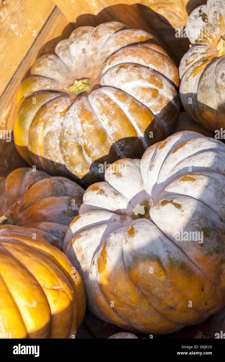 Muscade de Provence cucurbita zucca zucche dal raccolto autunnale Foto Stock
