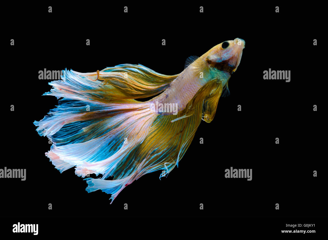 Betta acquario Siamese fighting fish, sfondo nero Foto Stock