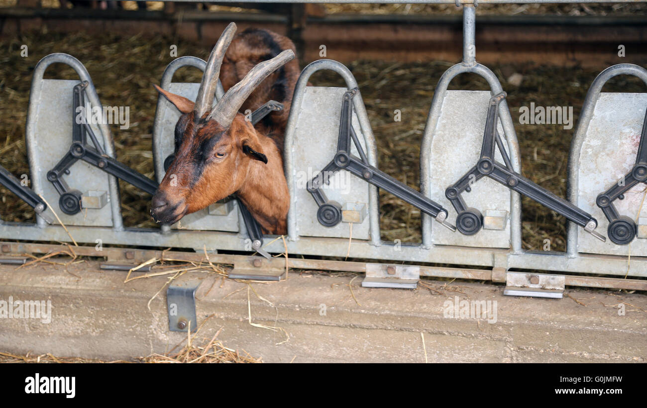 Capra con lunghe corna mangiare la paglia nella mangiatoia automatica nel fienile della fattoria Foto Stock