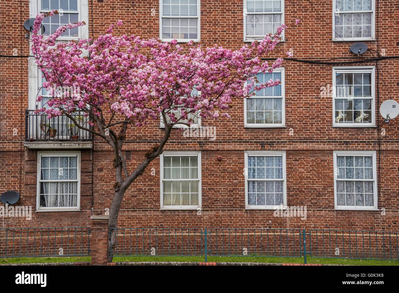 Londra, Regno Unito. 02Maggio, 2016. Un albero è in piena fioritura - il suo tripudio di fiori di colore rosa contrating con la solida muratura in mattoni in stile vittoriano e il satellite modernd piatti di un blocco del consiglio appartamenti vicino al Clapham Common, Londra. Credito: Guy Bell/Alamy Live News Foto Stock