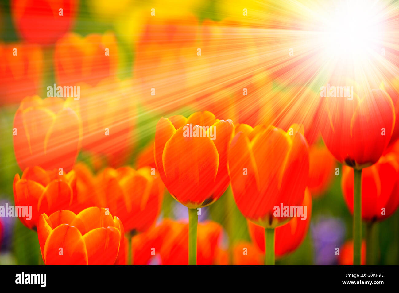 Tulip fiori con raggi di sole a molla Foto Stock
