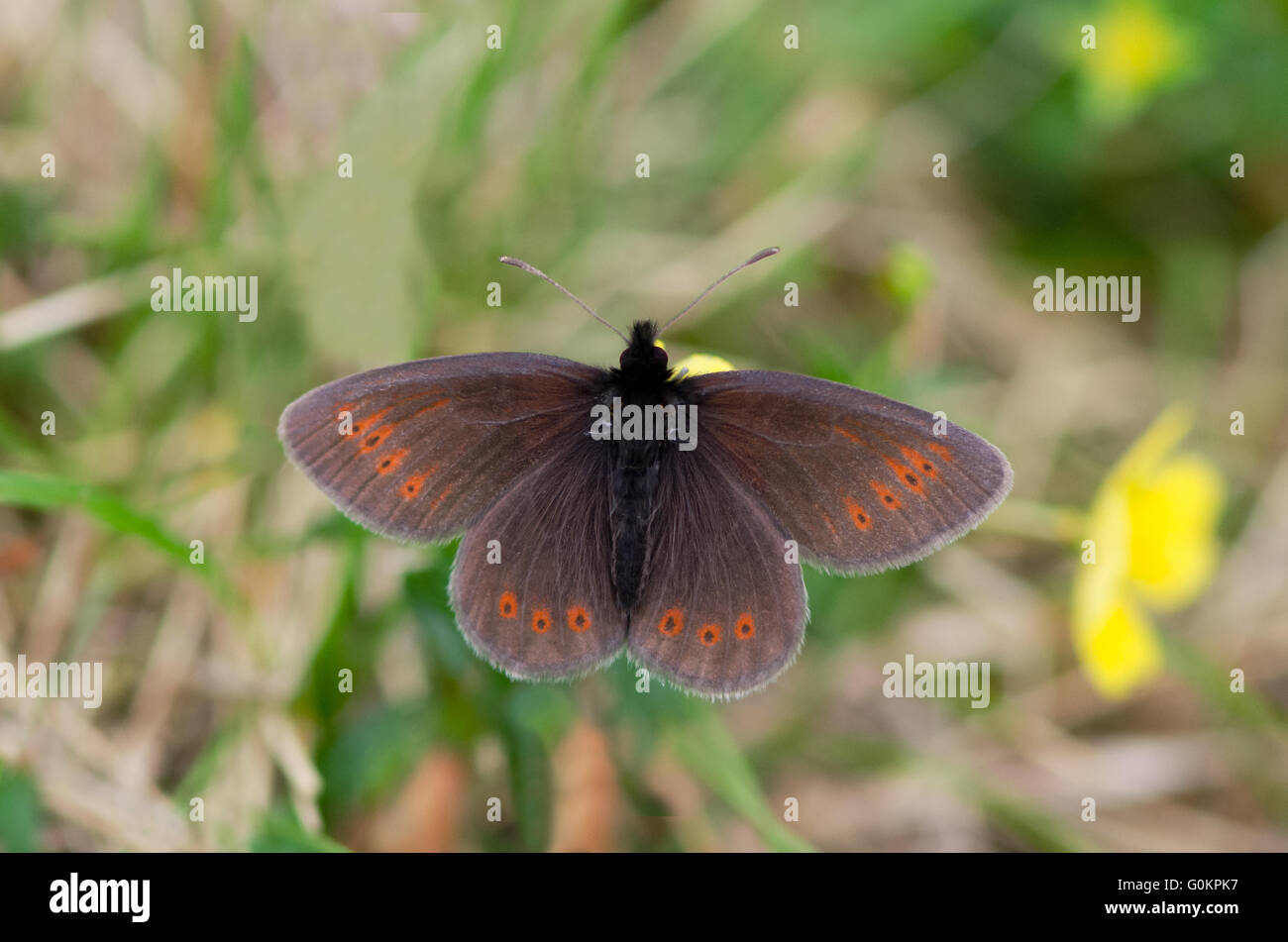 Montagna maschio Ringlet butterfly alimentazione su Tormentil in Inghilterra del Lake District Foto Stock