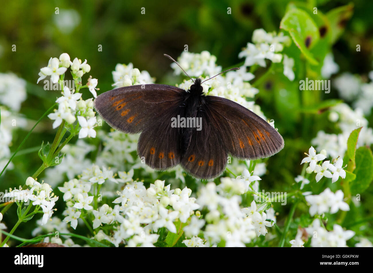 Montagna maschio Ringlet butterfly alimentazione su Heath Bedstraw in Inghilterra del Lake District Foto Stock