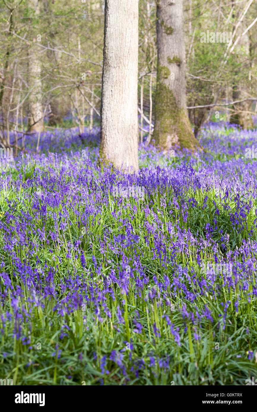 Hyacinthoides non scripta. English bluebell legno in primavera. Foto Stock