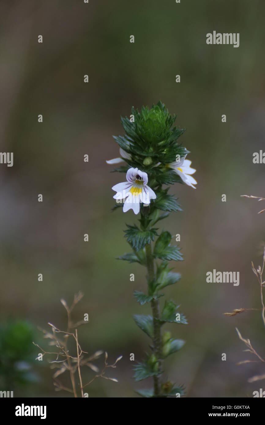 Eyebright farmaco (Euphrasia stricta) con fiori. Foto Stock