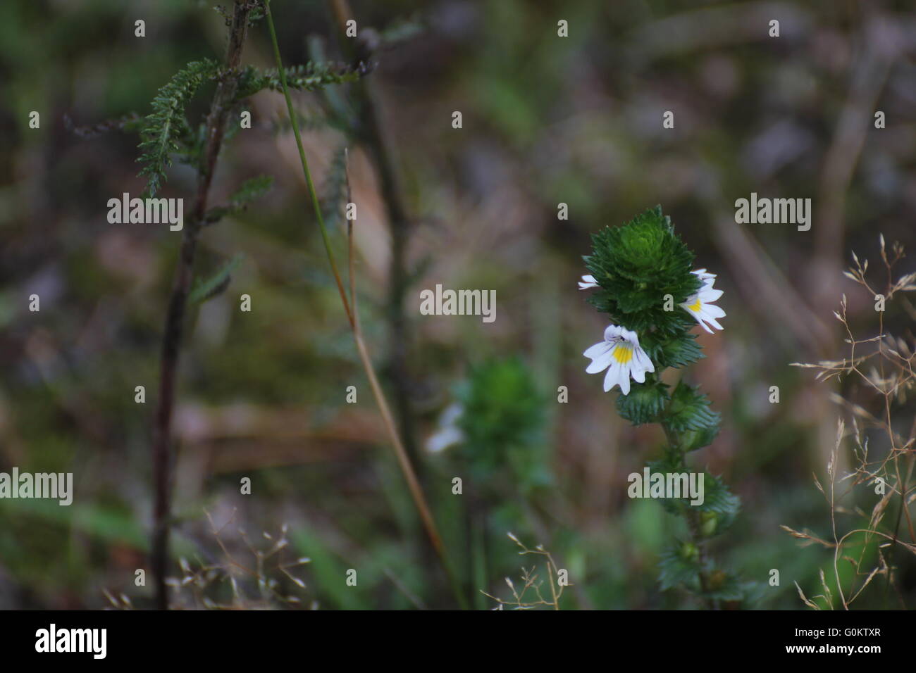 Eyebright farmaco (Euphrasia stricta) con fiori. Foto Stock