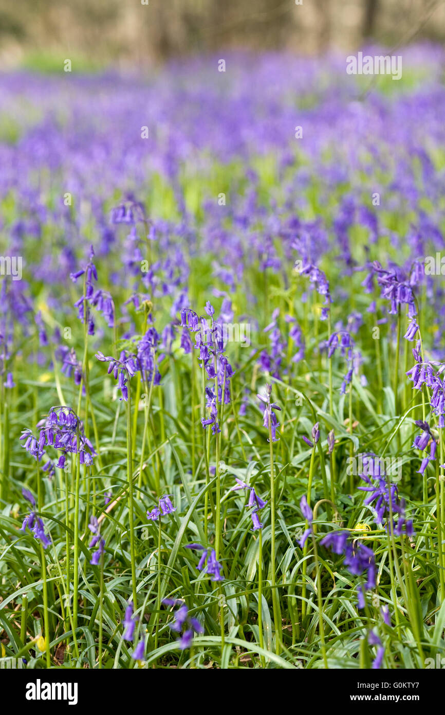 Hyacinthoides non scripta. English bluebell legno in primavera. Foto Stock