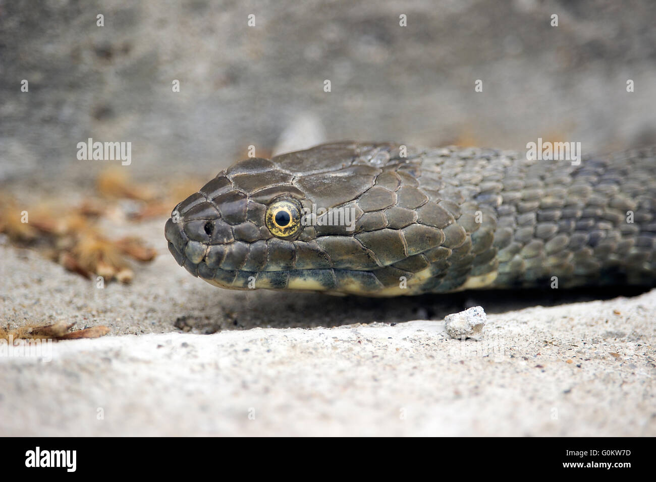 Serbia - Un saettone (Zamenis longissimus) giacente su una pista di calcestruzzo Foto Stock