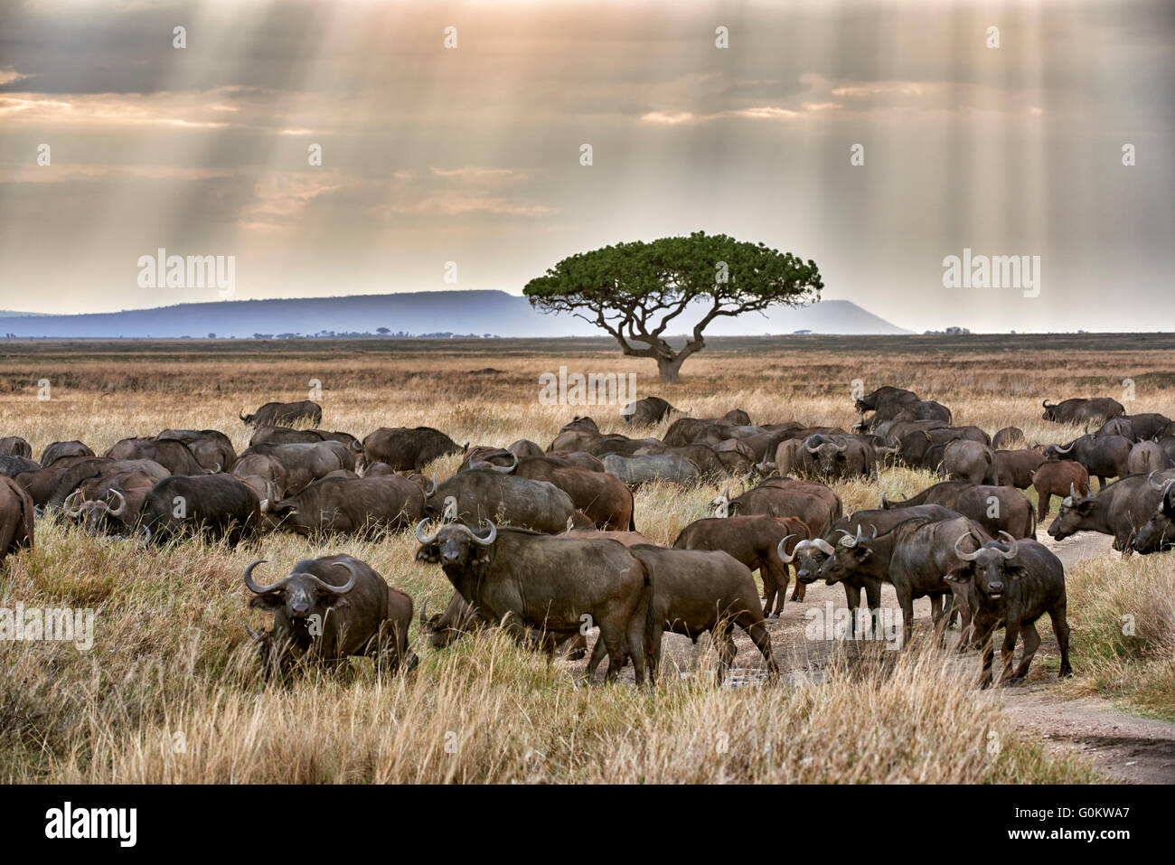 Mandria di bufali africani (Syncerus caffer) al tramonto nel Parco Nazionale del Serengeti, sito patrimonio mondiale dell'UNESCO, Tanzania Foto Stock