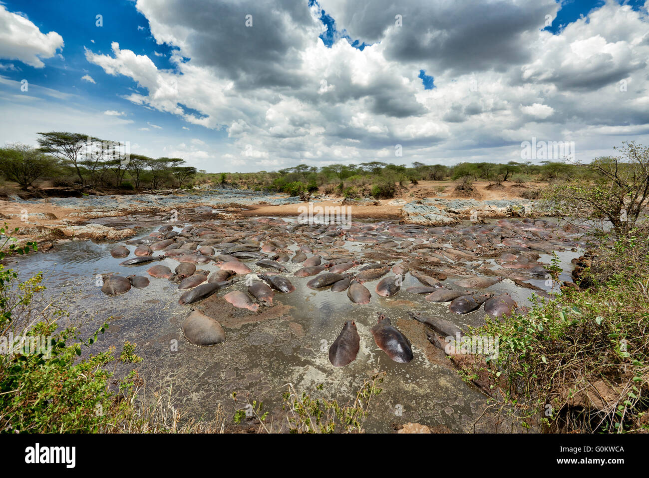 Enormi quantità di ippopotami (Hippopotamus amphibius) nel famoso Hippo-Pool del Serengeti National Park,Tanzania,Afrika Foto Stock