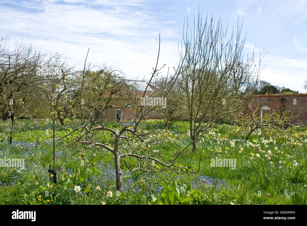 Inglese Orchard a molla Foto Stock