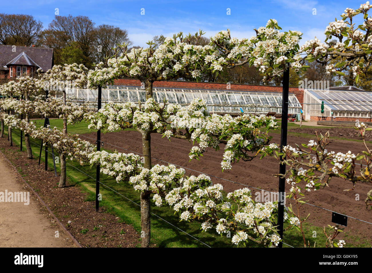 Espaliered fioritura degli alberi da frutto in un giardino durante la primavera. Foto Stock