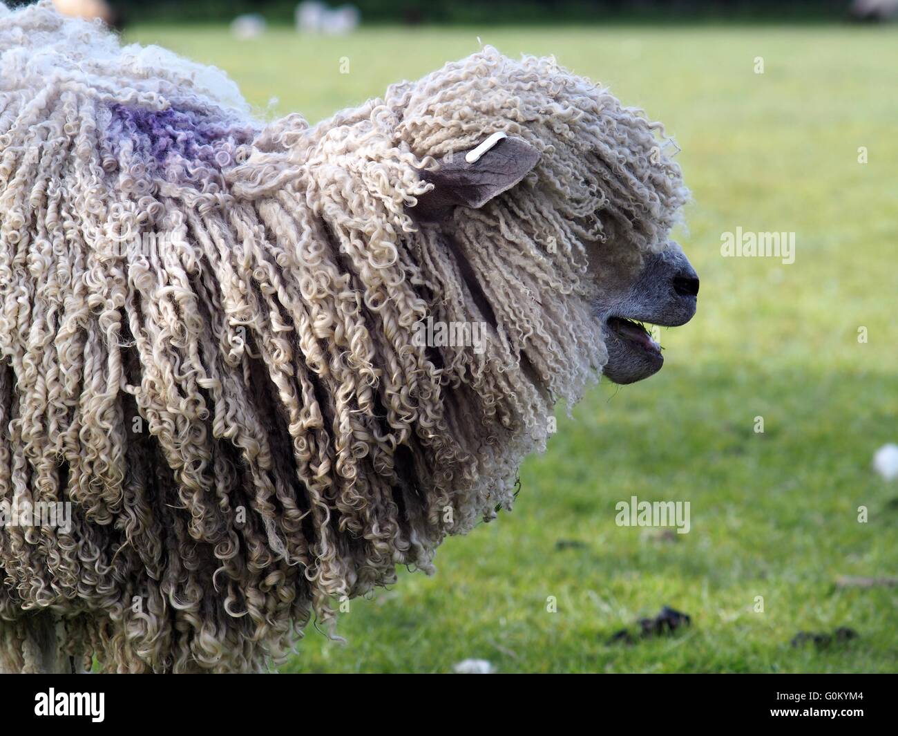 Profilo della testa di una pecora con capelli molto ricci vello che copre la sua faccia Foto Stock