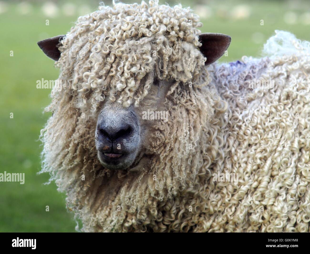 Profilo della testa di una pecora con capelli molto ricci vello che copre la sua faccia Foto Stock