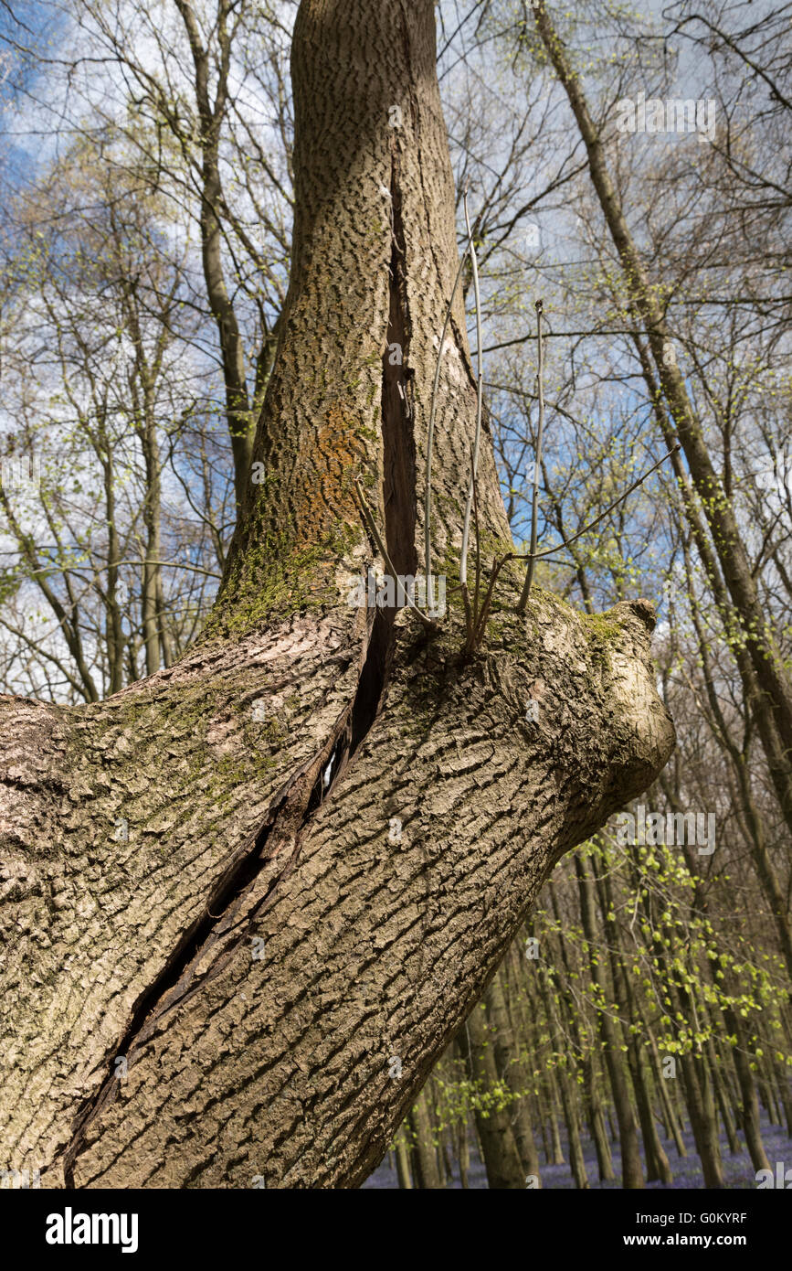 Un lungo diviso in un bosco di faggi trunk. Foto Stock