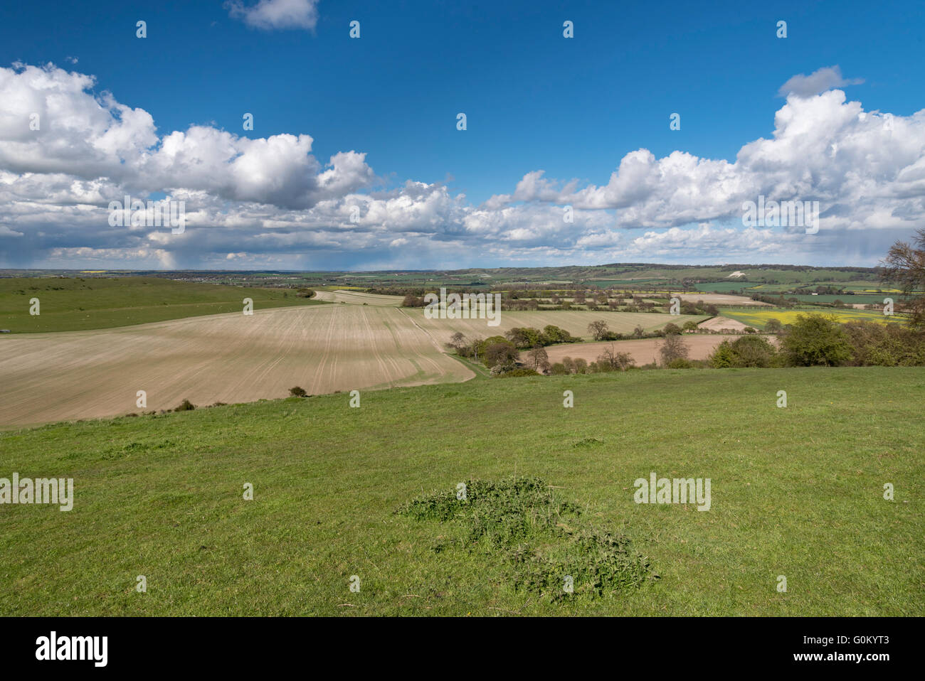 Molla di inglese paesaggio del campo arato in Dunstable Downs, nel Bedfordshire. Foto Stock