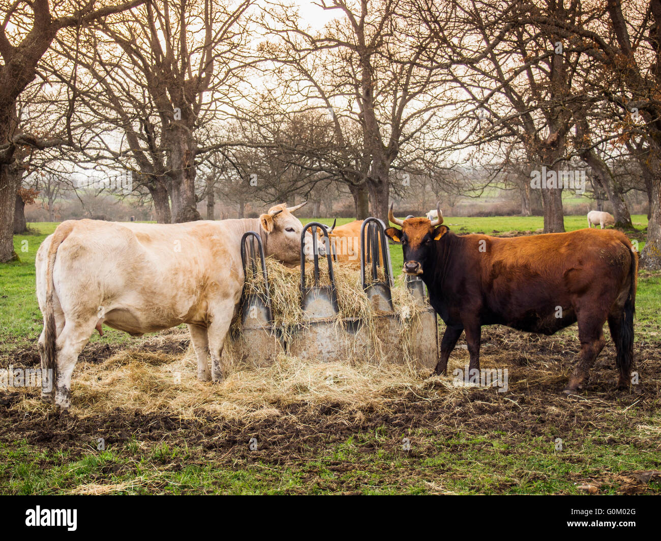 Bestiame. Villasante de Montija, Burgos. Castilla Leon, Spagna Europa Foto Stock