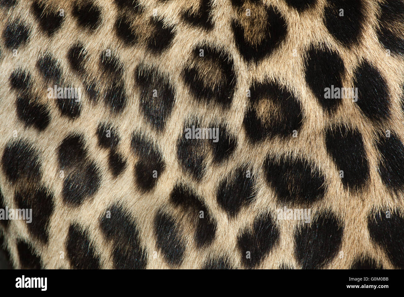 Leopardo persiano (Panthera pardus saxicolor), noto anche come il Caucaso in Leopard. Texture in pelliccia. La vita selvatica animale. Foto Stock