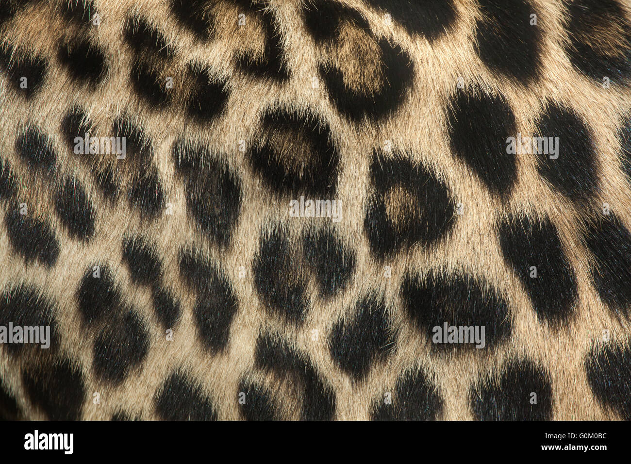Leopardo persiano (Panthera pardus saxicolor), noto anche come il Caucaso in Leopard. Texture in pelliccia. La vita selvatica animale. Foto Stock