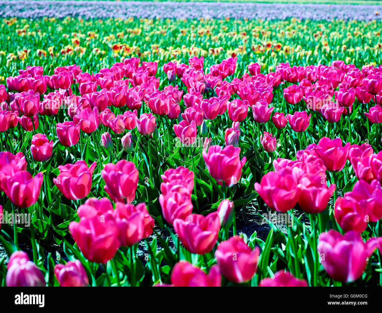 I tulipani in Olanda vicino a Noordwijk Foto Stock