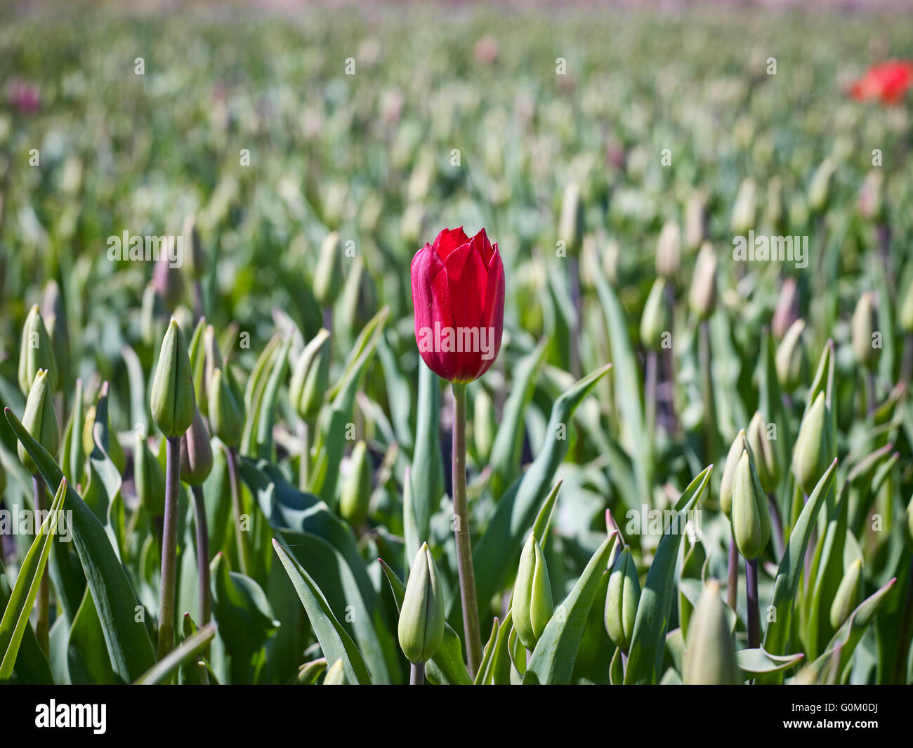 I tulipani in Olanda vicino a Noordwijk Foto Stock