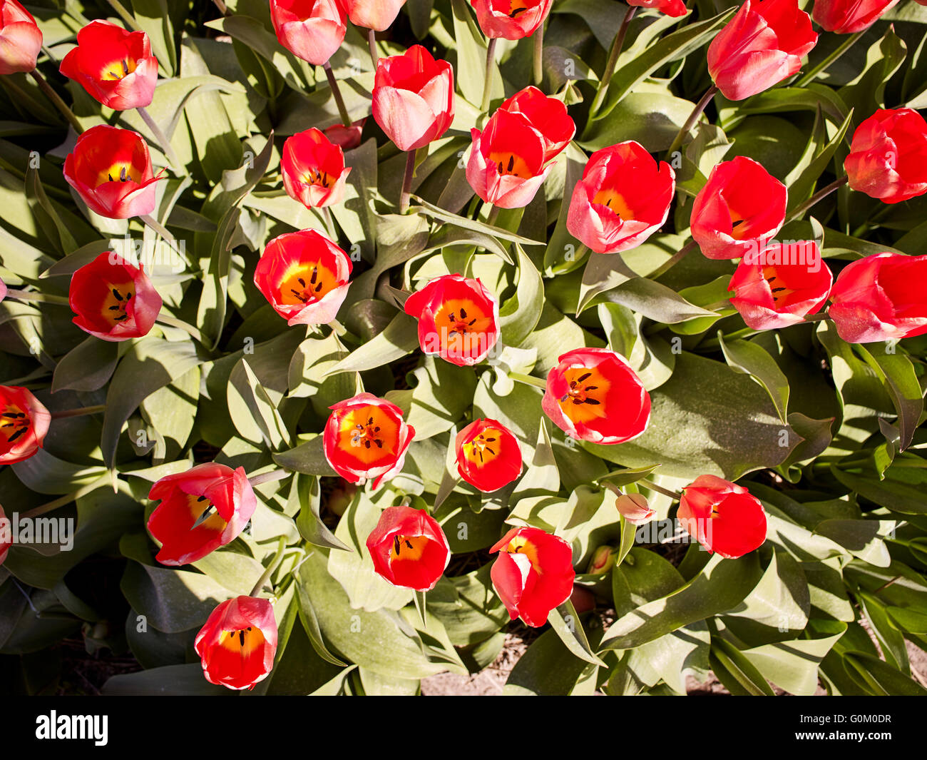 I tulipani in Olanda vicino a Noordwijk Foto Stock