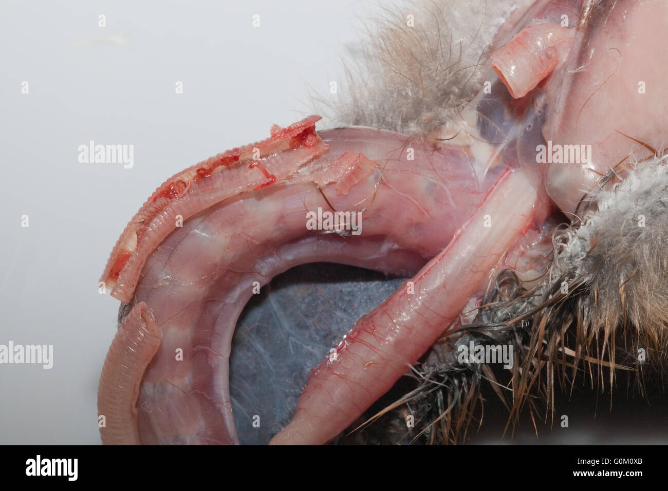 Blue Crane (Anthropoides paradisaea). Post-Mortem nove giorni pulcino. Rivelando, sezione della trachea, o tubo di vento, parassiti. Foto Stock