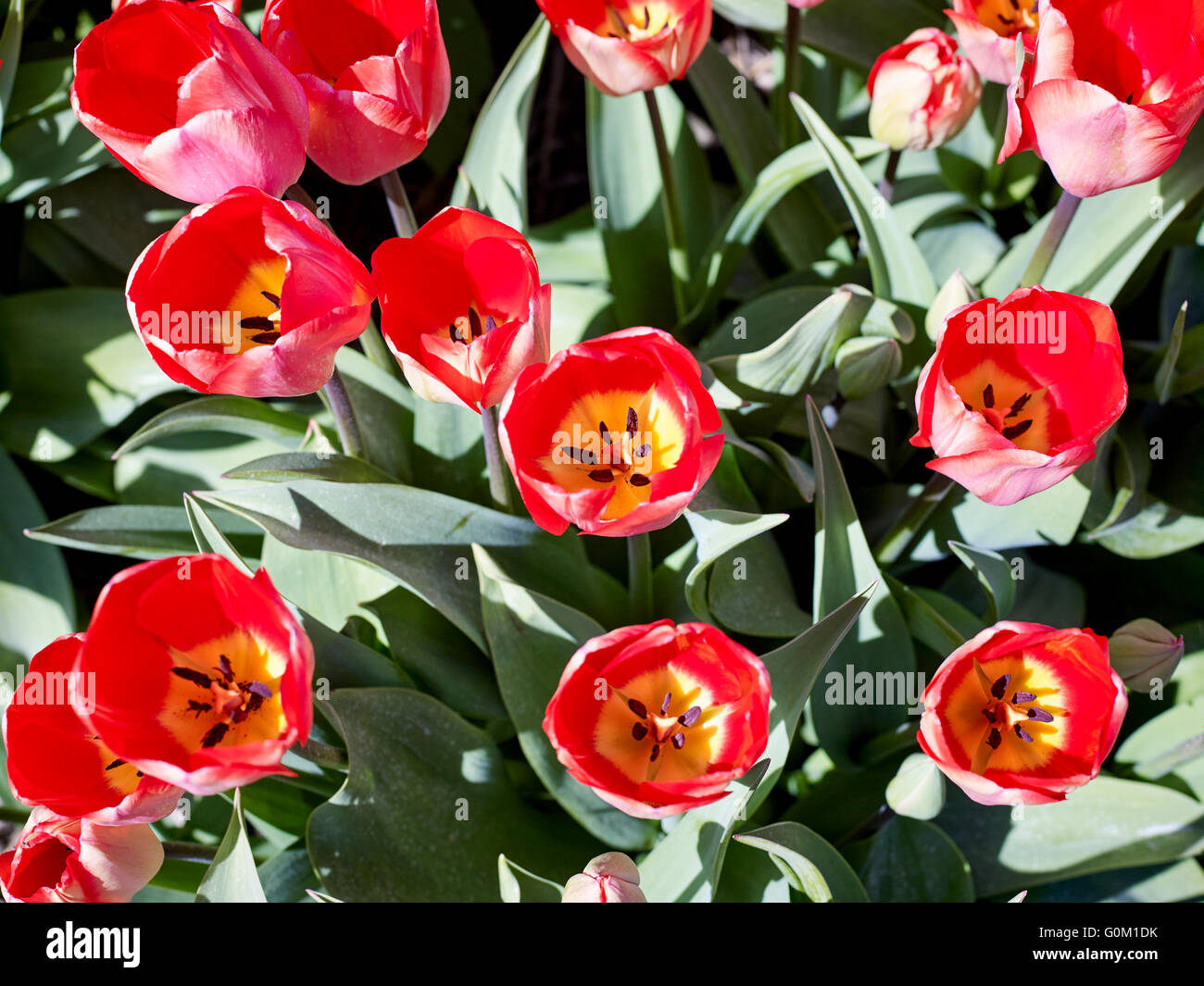 I tulipani in Olanda vicino a Noordwijk Foto Stock