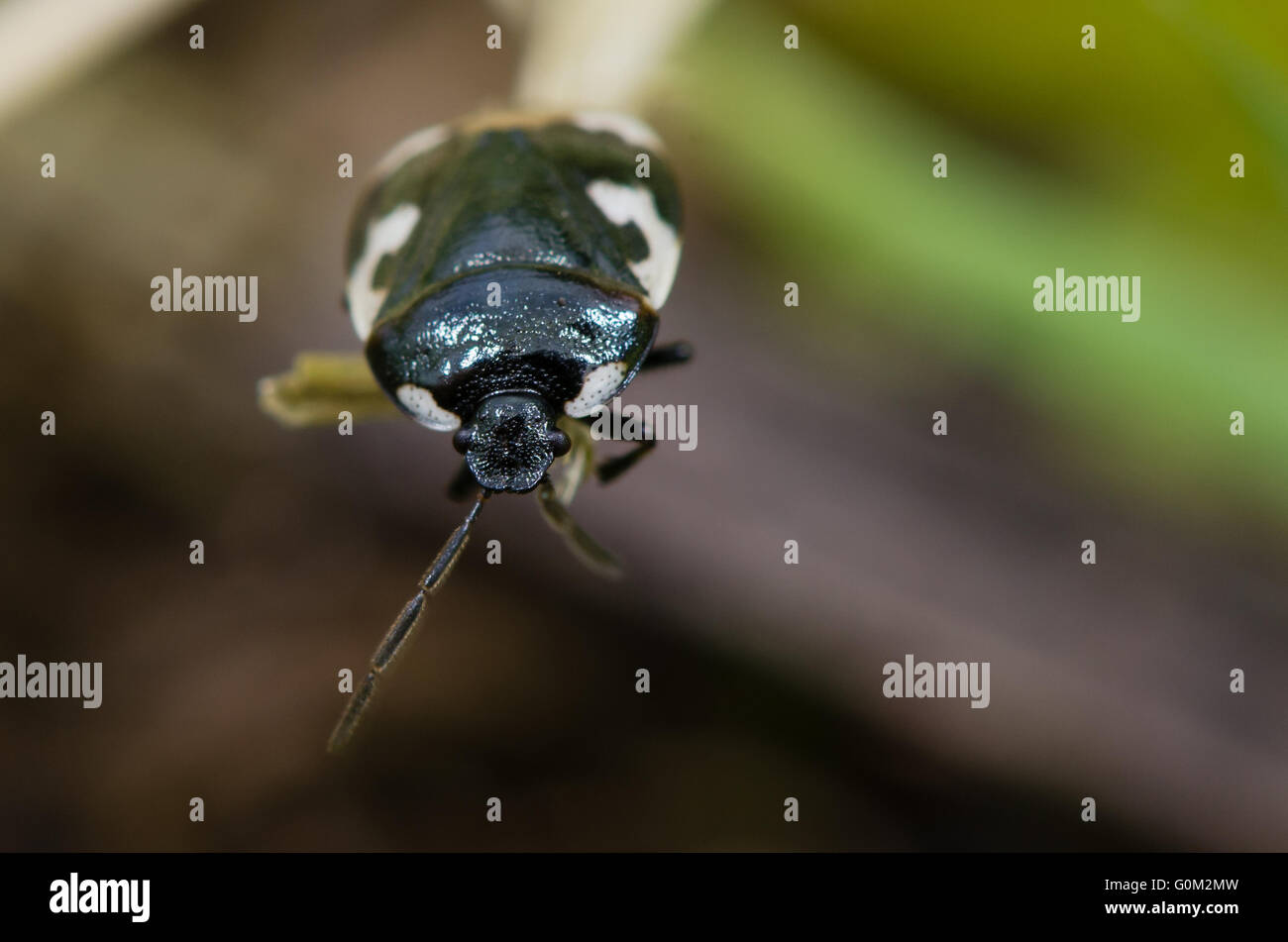 Pied shieldbug (Tritomegas bicolor). Bianco e nero vero bug in famiglia Cydnidae, vede in testa su mostra del margine bianco di pronotum Foto Stock