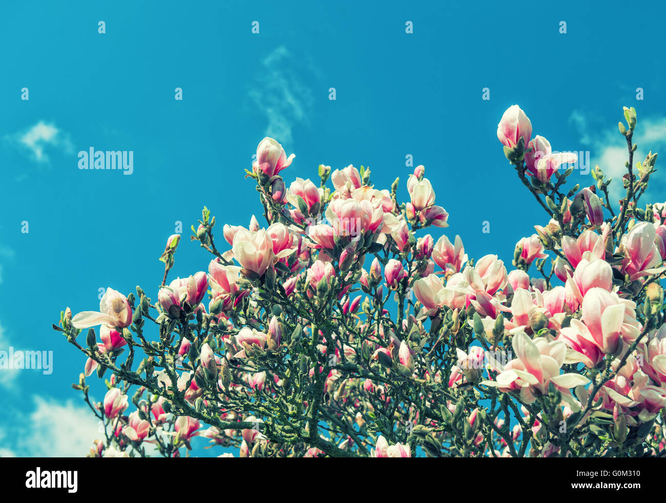 Albero di Magnolia fioritura. Fiori di Primavera e cielo blu. In stile vintage tonica foto Foto Stock