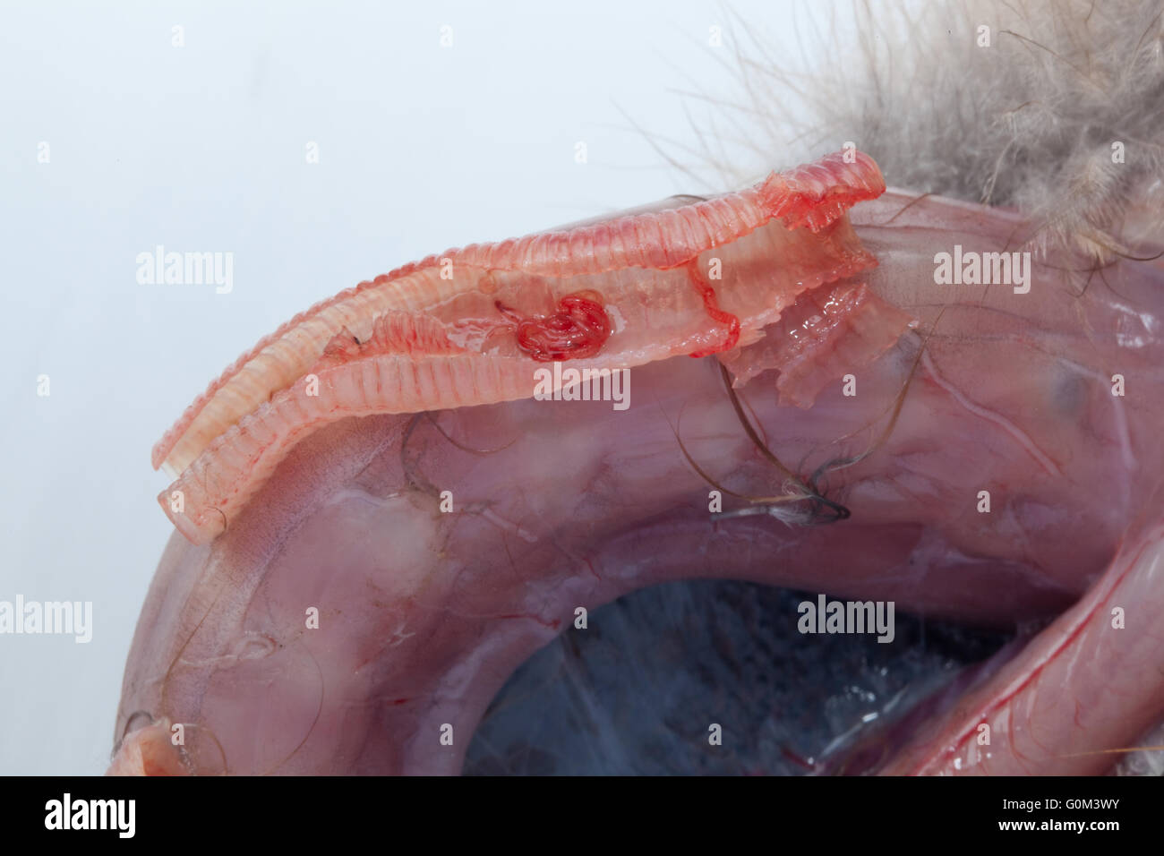 Blue Crane (Anthropoides paradisaea). Post Mortem di nove giorni pulcino. Sezione della trachea, o tubo di vento aperta per mostrare i worm Foto Stock