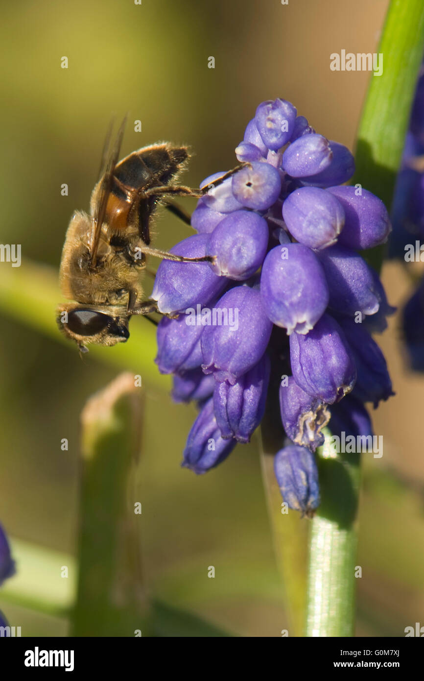 Un drone fly, Eristalis tenax, su un'uva giacinto, Muscari, fiore in primavera sole, Berkshire, Marzo Foto Stock