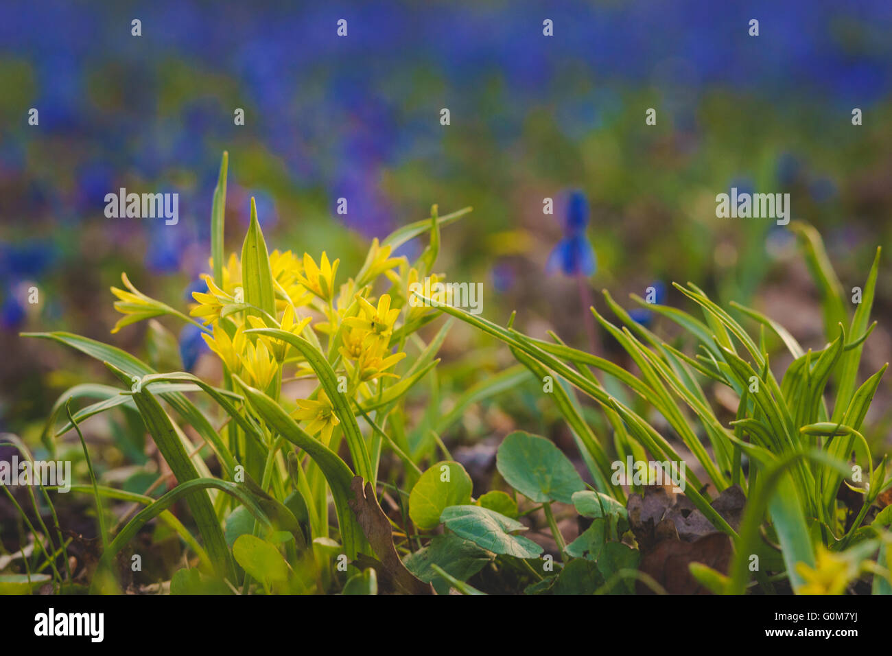 Blooming Gagea lutea o stella gialla di Betlemme, fiori blu sul bokeh di fondo Foto Stock