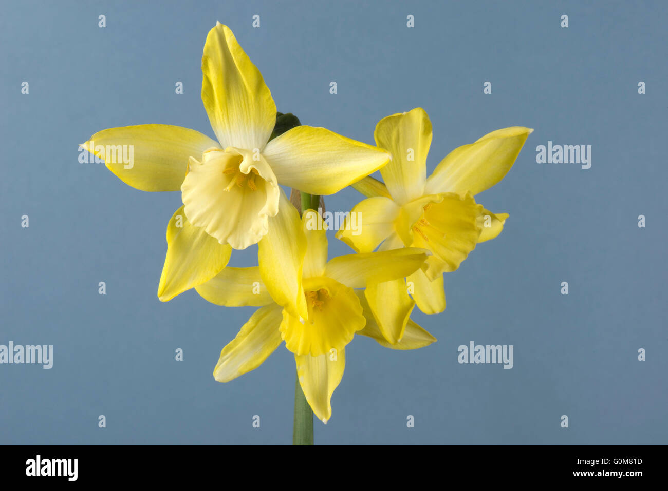 Narcissus 'Pipit' un tipo jonquilla daffodil con stelo recante tre, giallo limone i fiori e un centro di pallido, Aprile Foto Stock