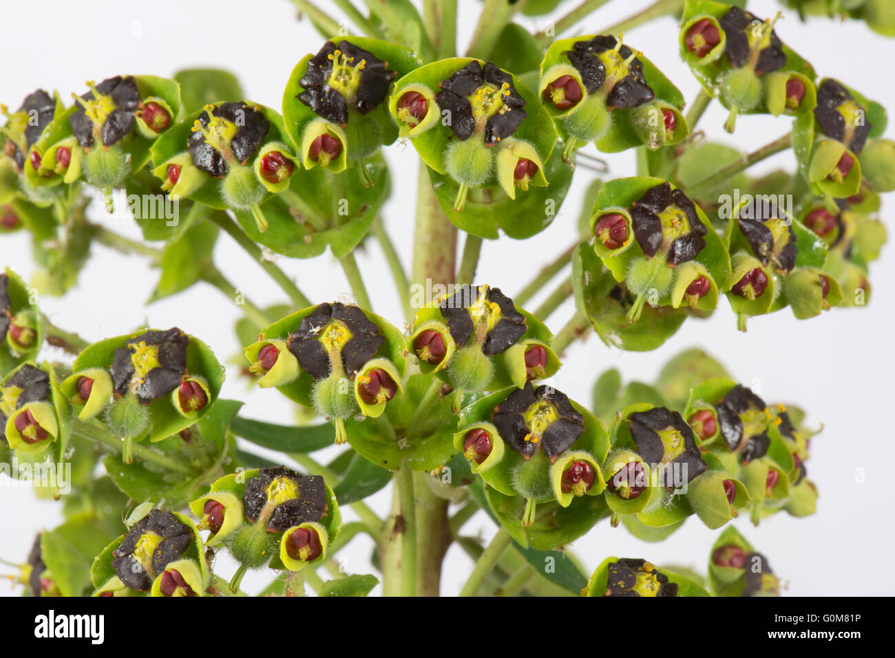 Euphorbia characias 'Black Pearl' impianto in piena fioritura, Berkshire, Aprile Foto Stock