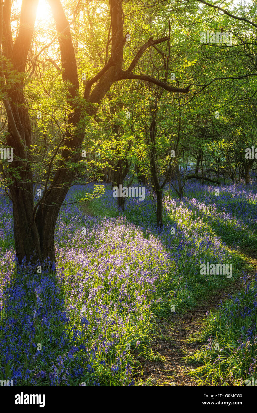 Bellissimo paesaggio della foresta di bluebell in primavera nella campagna inglese Foto Stock