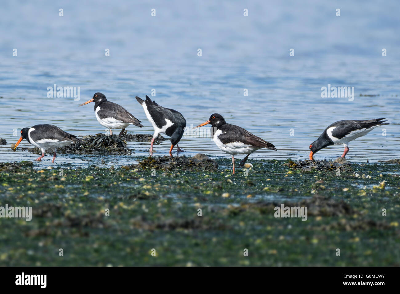 Gruppo di alimentazione oystercatchers lungo il litorale Foto Stock