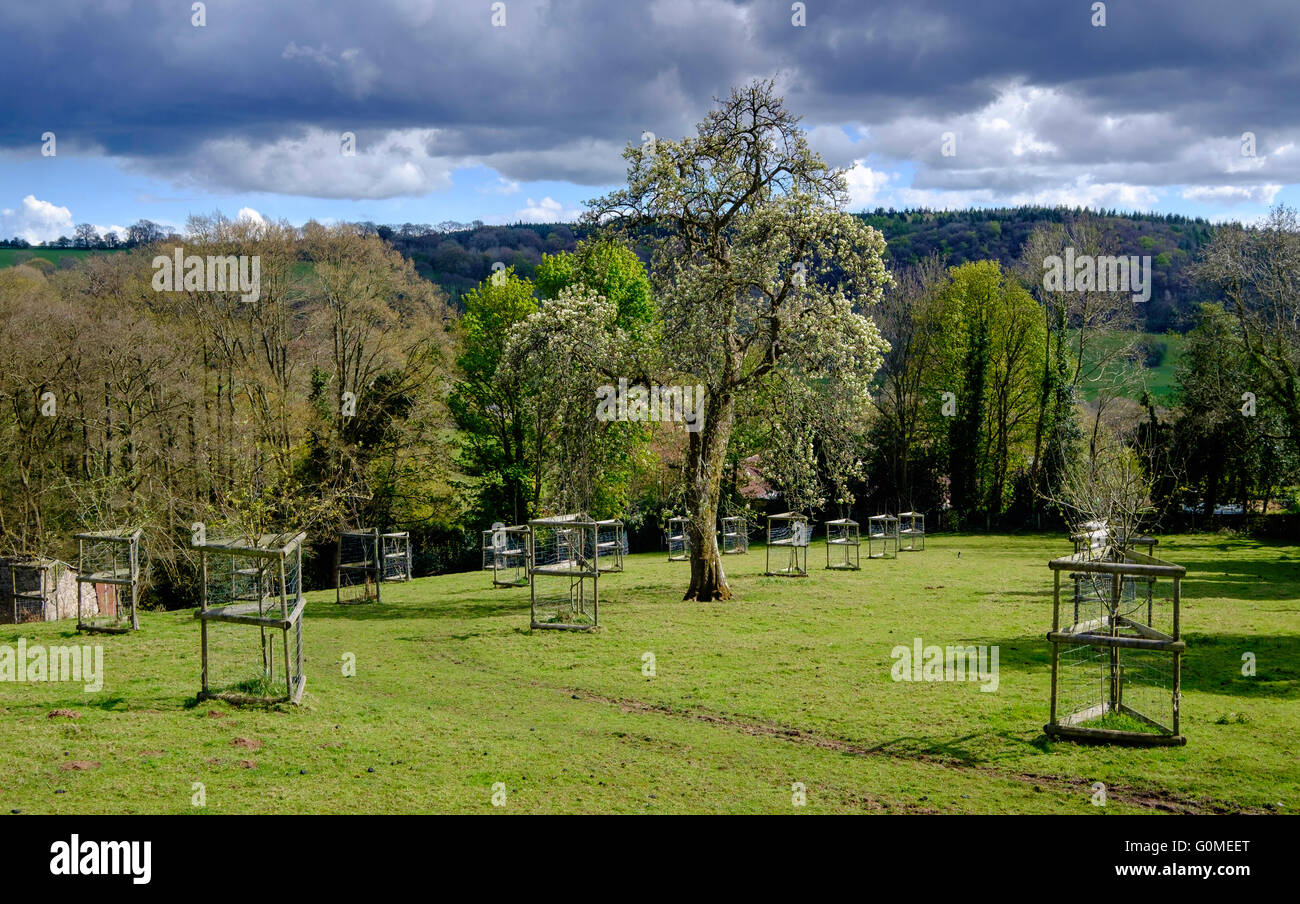 Apple giovani alberi che crescono nel campo protetto dalla fauna selvatica. Hewelsield, Wye Valley Gloucestershire England Regno Unito nuvole scure. Foto Stock