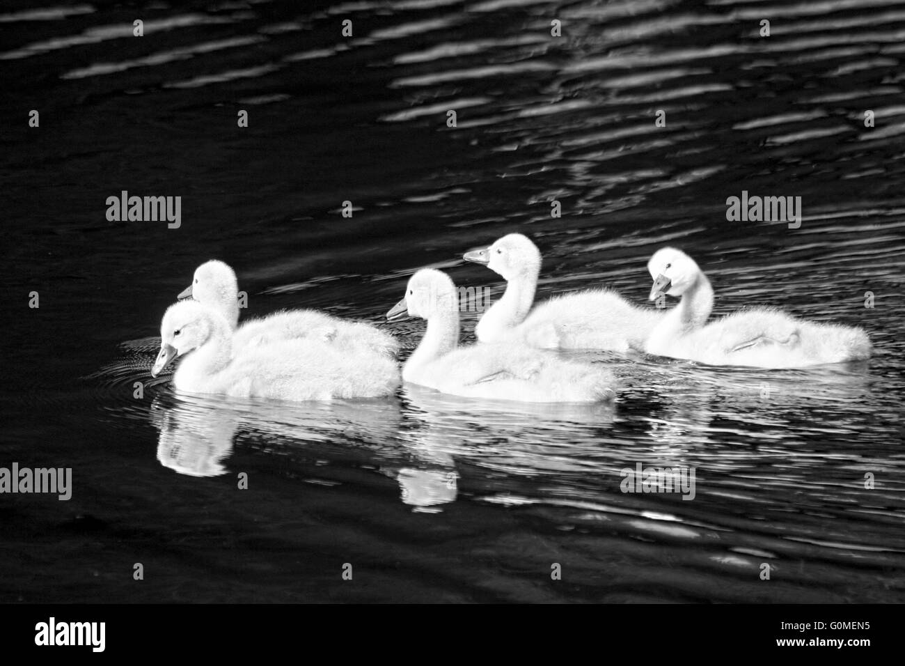 Bianco e nero colpo di cygnets in un lago Foto Stock