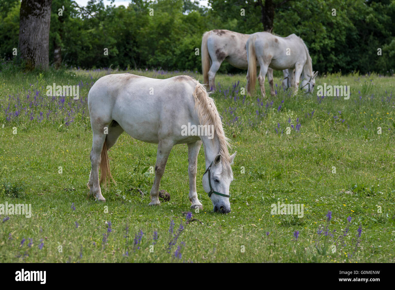 Cavalli lipizzani in Lipica, Slovenia Foto Stock